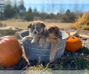 Border-Aussie Puppy for sale in WOODLEAF, NC, USA