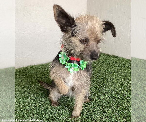 Medium Photo #2 Cairn Terrier-Unknown Mix Puppy For Sale in San Diego, CA, USA