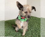 Small #1 Cairn Terrier Mix