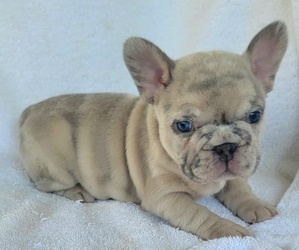 French Bulldog Puppy for Sale in LAS VEGAS, Nevada USA