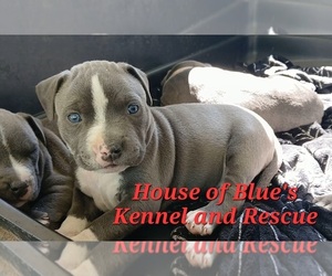 American Pit Bull Terrier Puppy for sale in DELAWARE, OH, USA
