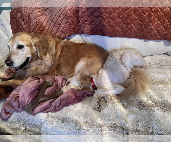 Medium Photo #3 Goldendoodle Puppy For Sale in Bonita Springs, FL, USA