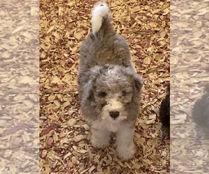Aussiedoodle Puppy for sale in BROOKSVILLE, FL, USA