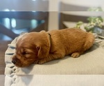 Puppy Green Boy Golden Retriever