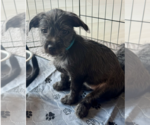 Small #4 Havanese Mix
