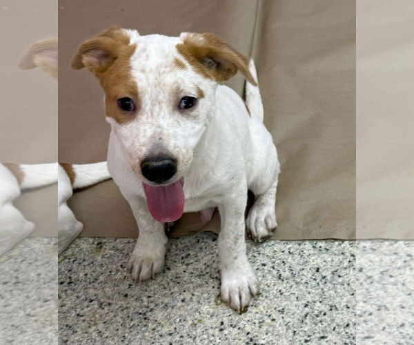 Medium Photo #1 Labrador Retriever-Unknown Mix Puppy For Sale in Mechanicsburg, PA, USA