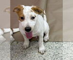 Small Labrador Retriever Mix