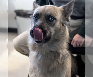 Gerberian Shepsky Dogs for adoption in Plano, TX, USA