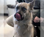 LUNA - Female Gerberian Shepsky Dog for Adoption - Small photo