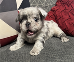 Puppy Puppy 1 French Bulldog