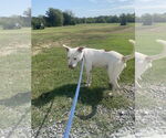 Small #2 American Pit Bull Terrier