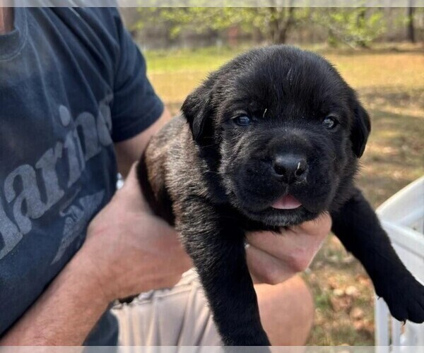 Medium Photo #16 Rotticorso Puppy For Sale in REEVESVILLE, SC, USA
