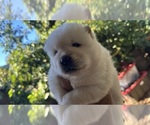 Baby boy - Male Chow Chow Puppy for Sale - Photo #2