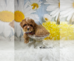 Small Photo #13 Cavapoo Puppy For Sale in RIPLEY, MS, USA