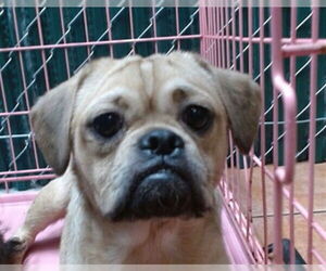 Pug-Unknown Mix Dogs for adoption in Downey, CA, USA