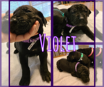 Small Photo #5 Great Dane Puppy For Sale in BENTON, AR, USA