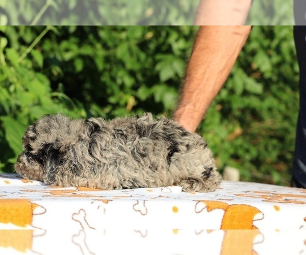 Medium Photo #20 Poodle (Toy) Puppy For Sale in DYERSBURG, TN, USA