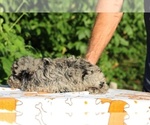 Small #19 Poodle (Toy)