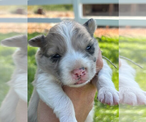 Medium Photo #3 Border Collie Puppy For Sale in MESA, WA, USA