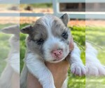 Small #2 Border Collie