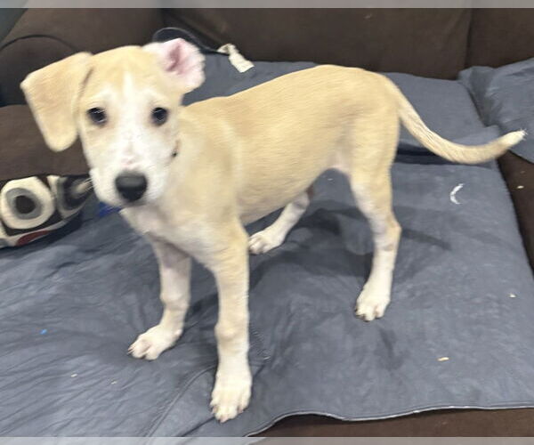 Medium Photo #8 Mutt Puppy For Sale in Plymouth, MN, USA