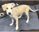 Small #7 Mutt