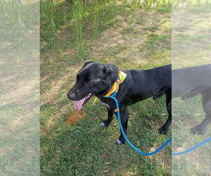 Mustaine - Male - Mix Dog for Adoption - Photo #4