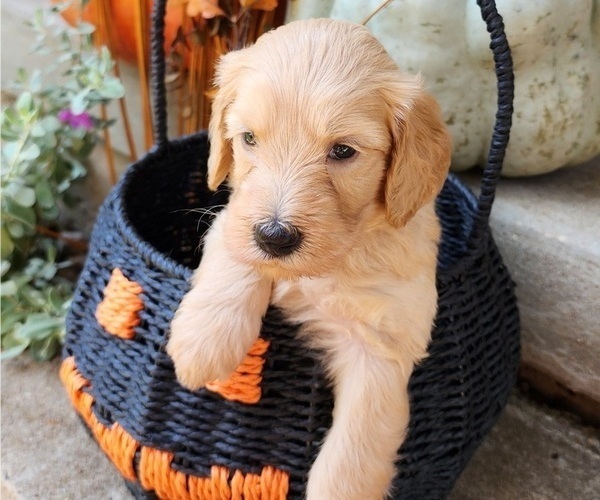 Medium Photo #1 Doodle-Goldendoodle Mix Puppy For Sale in WACO, TX, USA