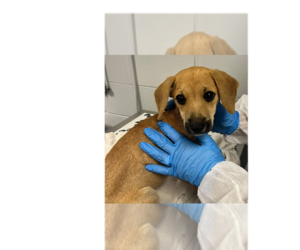 Mutt Dogs for adoption in New York, NY, USA