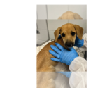 Salem (SC) - Male Mutt Dog for Adoption - Small photo