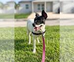 Small #1 Boxer Mix
