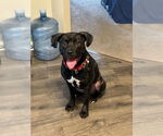 Small #14 American Pit Bull Terrier Mix