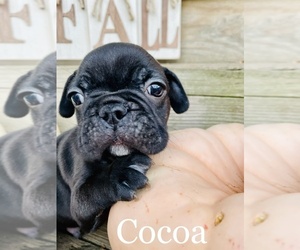 French Bulldog Puppy for sale in LINDEN, VA, USA