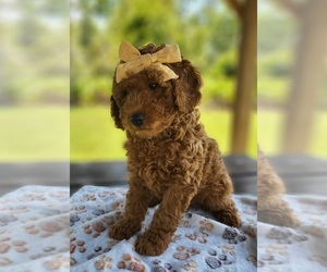Poodle (Miniature) Puppy for sale in SAINT CLOUD, FL, USA