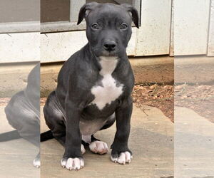 American Pit Bull Terrier-Unknown Mix Dogs for adoption in Cary, NC, USA