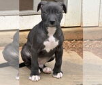 Small American Pit Bull Terrier Mix