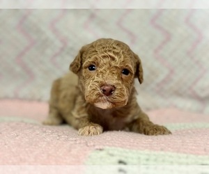 Poodle (Toy) Puppy for sale in CAMPBELLSVILLE, KY, USA