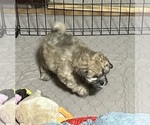Small #6 Shih-Poo