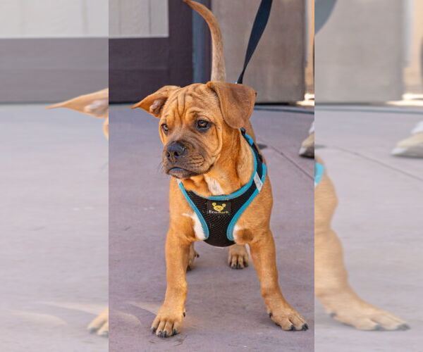 Medium Photo #2 French Bulldog-Unknown Mix Puppy For Sale in Lake Forest, CA, USA