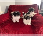 Small #13 Shih Tzu