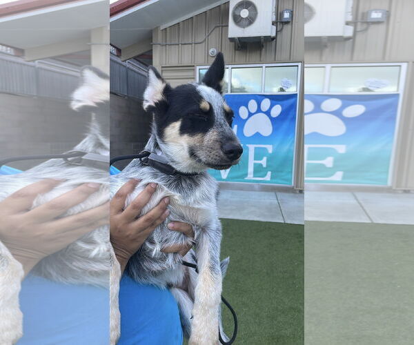 Medium Photo #3 Mutt Puppy For Sale in Salinas, CA, USA