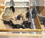 Small #4 Labrador Retriever