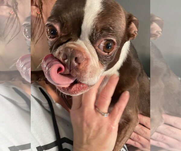 Medium Photo #2 Boston Terrier Puppy For Sale in Davis, CA, USA