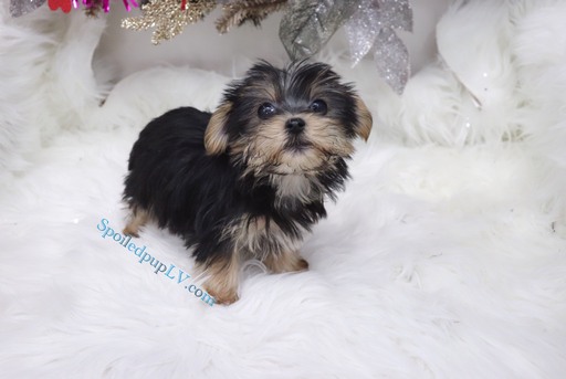 Medium Photo #5 Morkie Puppy For Sale in LAS VEGAS, NV, USA
