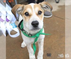 Mutt Dogs for adoption in Washington, DC, USA