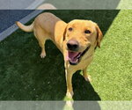 Small Labrador Retriever Mix