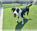 Small American Staffordshire Terrier Mix