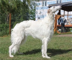 Mother of the Borzoi puppies born on 12/17/2021