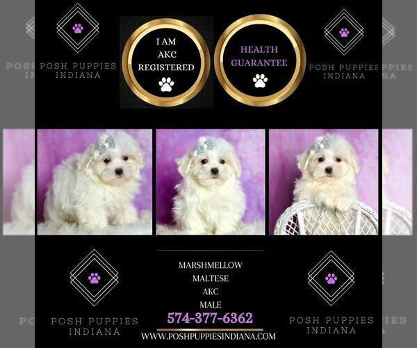 Medium Photo #25 Maltese Puppy For Sale in WARSAW, IN, USA