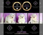 Small Photo #25 Maltese Puppy For Sale in WARSAW, IN, USA